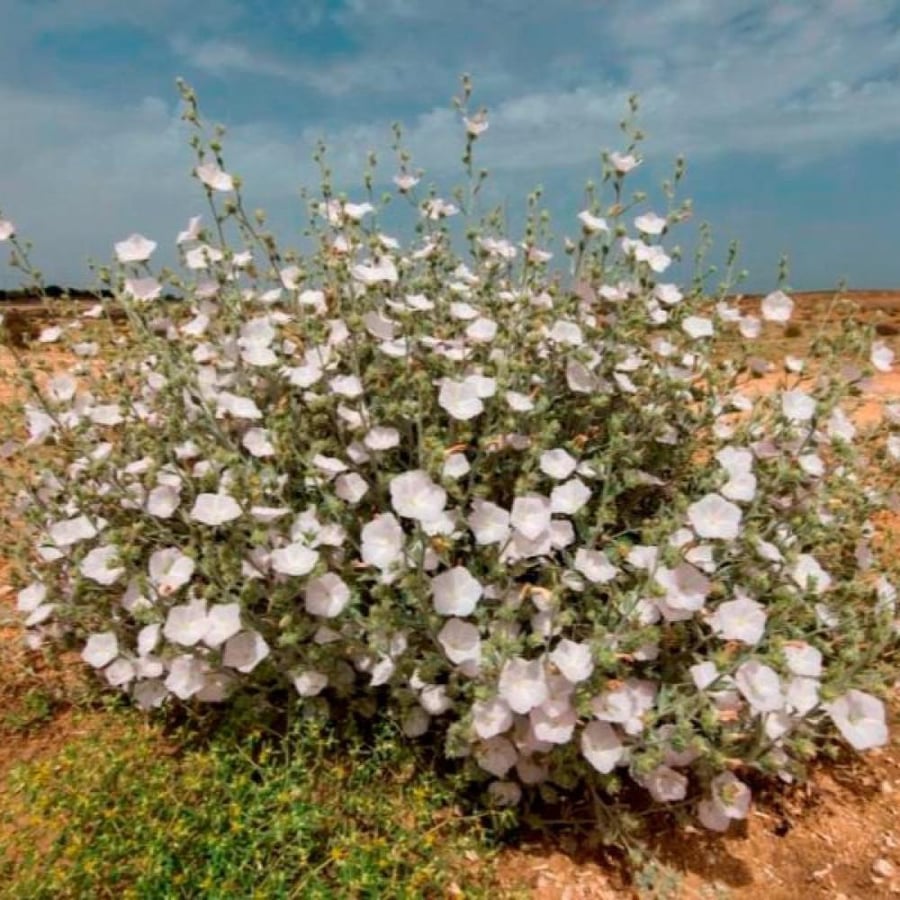 بذور الرخامى ( Convolvulus buschiricus )
