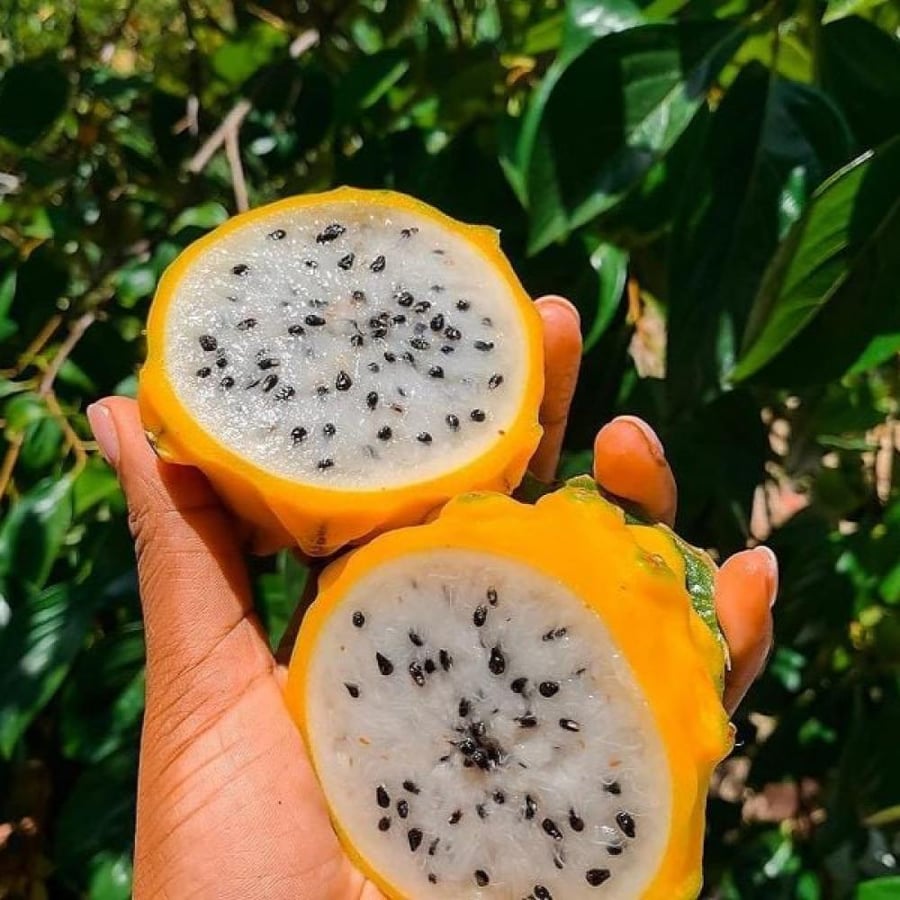 بذور فاكهة التنين - دراجون أصفر ( Selenicereus undatus )