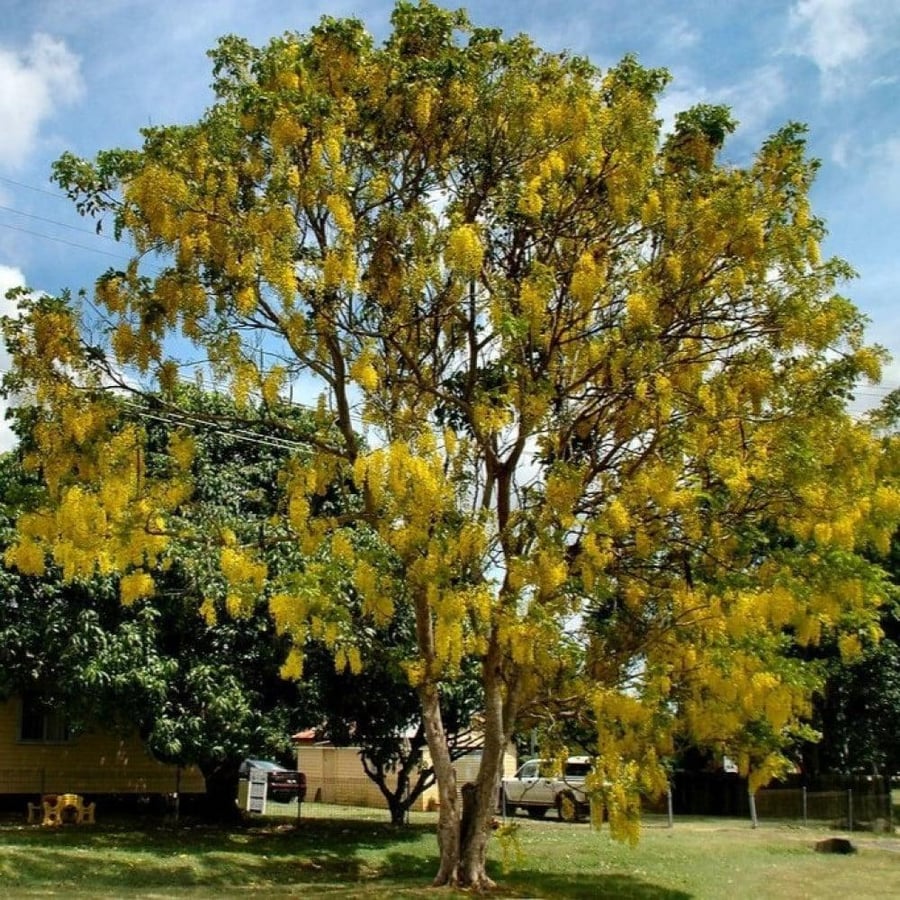 بذور كاسيا فستيولا - خيار شمبر ( Cassia fistula )
