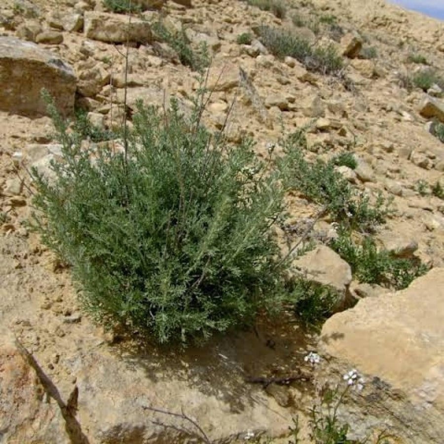 بذور عشبة الشيح