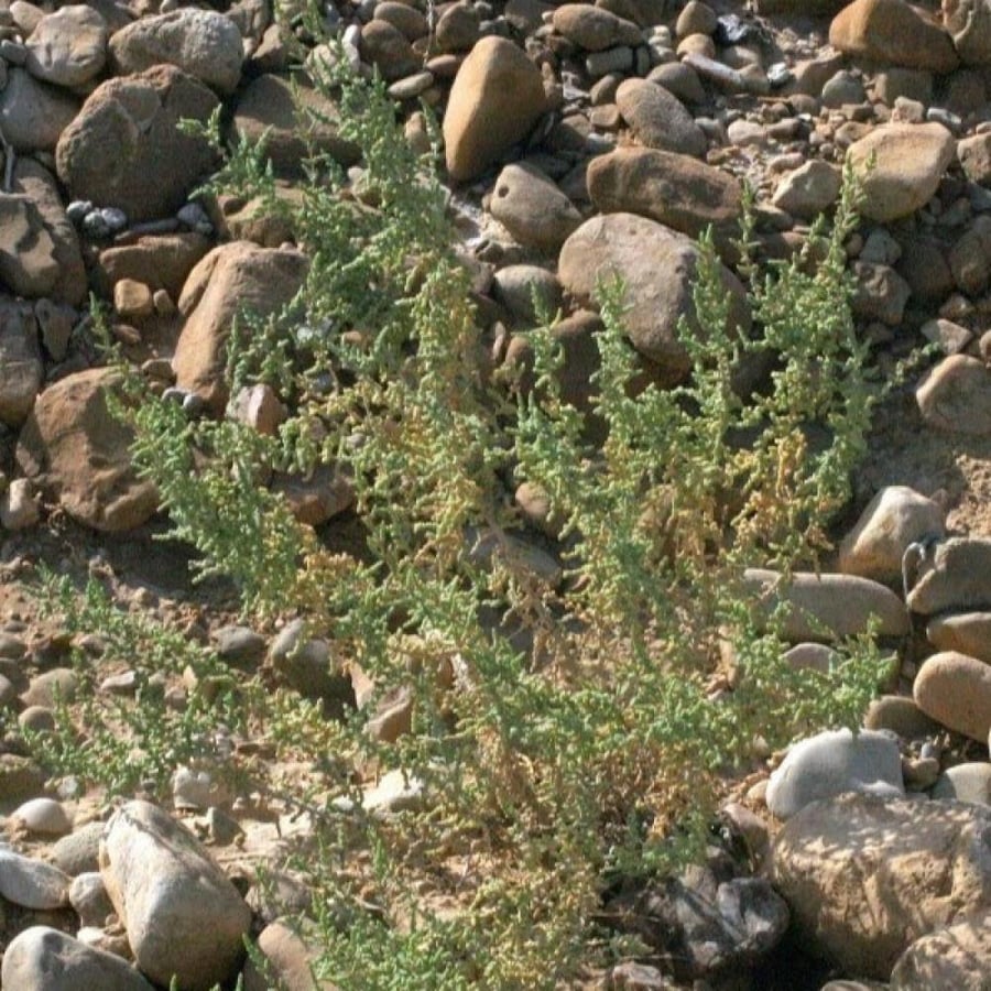 بذور شجيرة الفرس ( Salsola tetrandra Forssk )