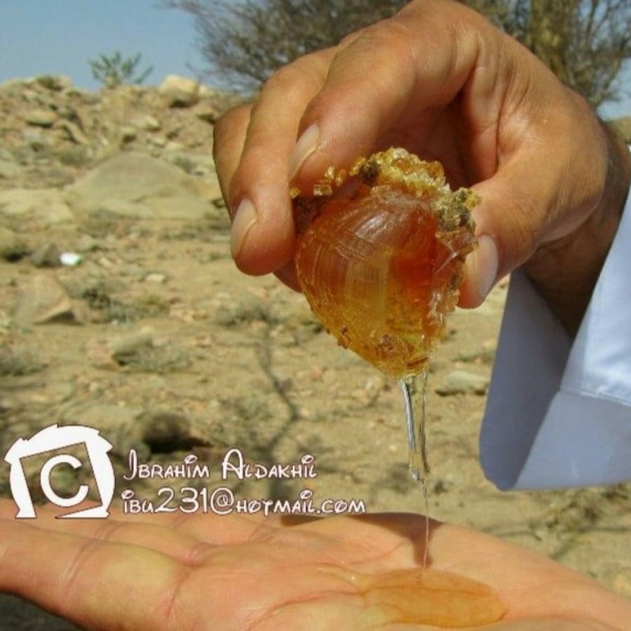 بذور شجرة طلح الضهيان - العسق ( Acacia asak )