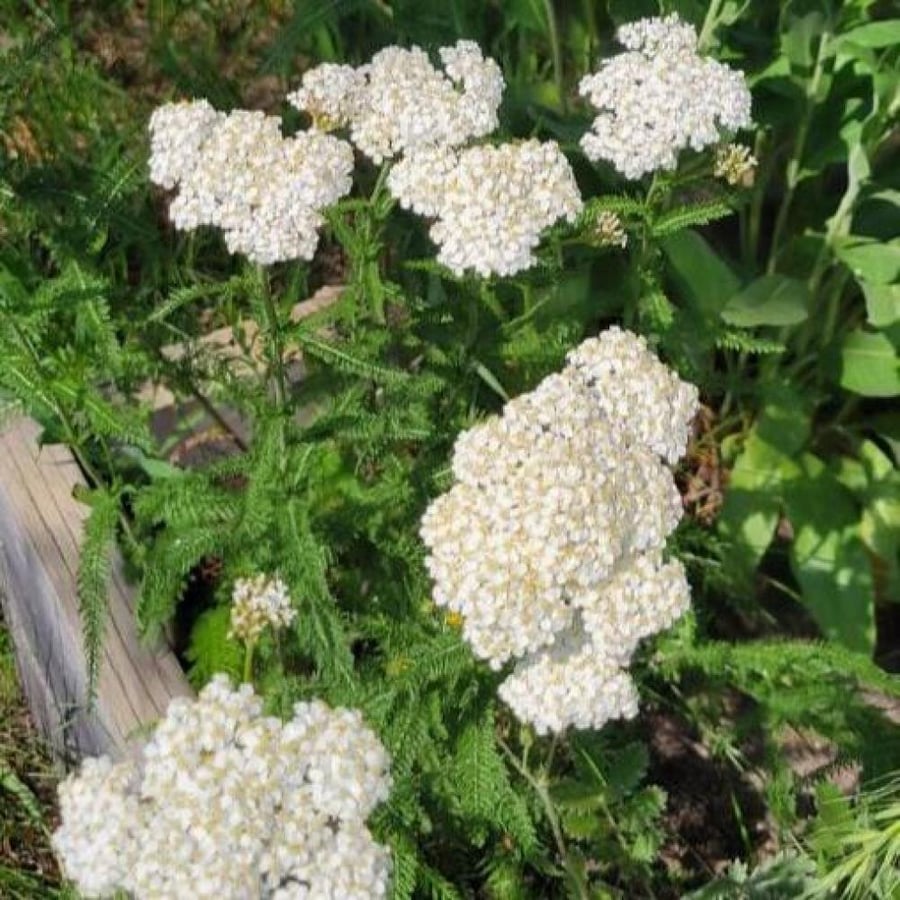 بذور الأخيلية البيضاء ( Achillea millefolium )