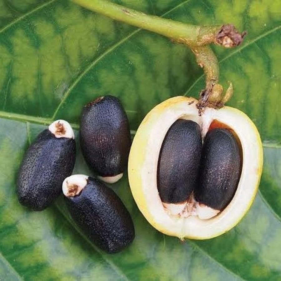 بذور الجاتروفا ( Jatropha integerrima )