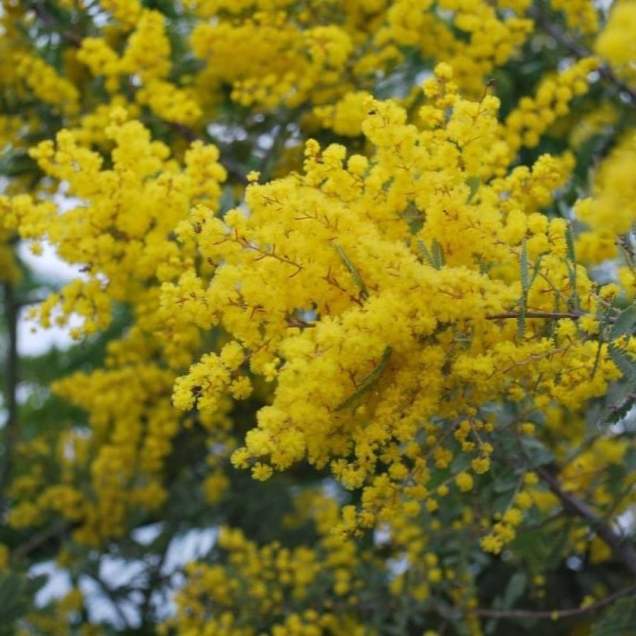 بذور شجرة أكاسيا بيليانا ( Acacia baileyana )