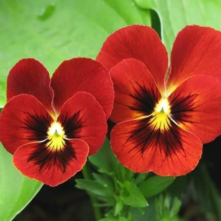 بذور زهرة بانسي الحمراء - بنفسج الثالوث ( Viola x wittrockiana )