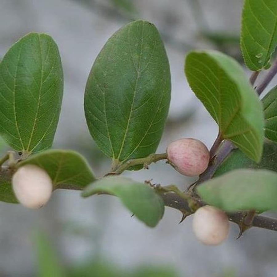 بذور السدر الجبلي المقشور ( ziziphus glabrata )