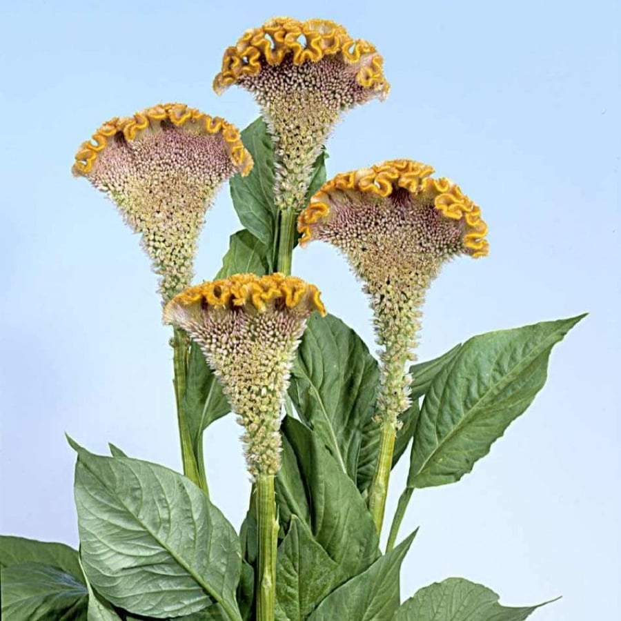 زهرة عرف الديك سيلوزيا كريستاتا Celosia Argenta