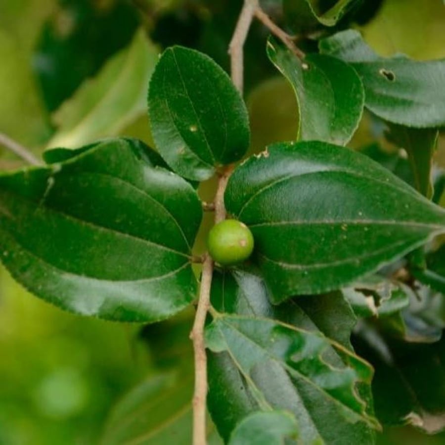 بذور السدر الجبلي المقشور ( ziziphus glabrata )