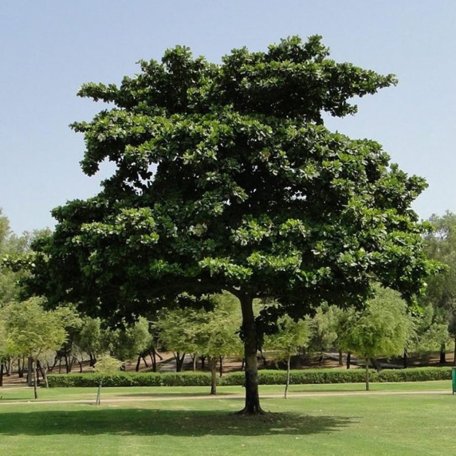 بذور شجرة ترمناليا كاتابا لوز بحريني Terminalia catappa