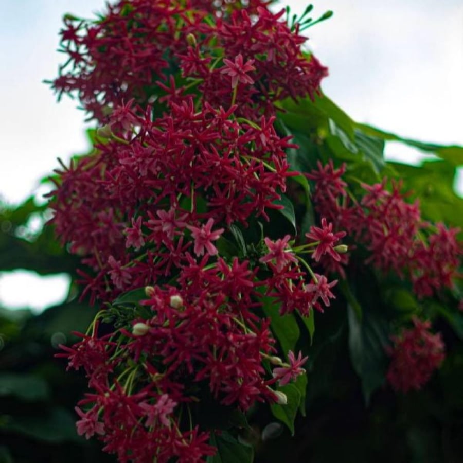 بذور متسلقة الياسمين الاحمر العطرية ( Combretum indicum )