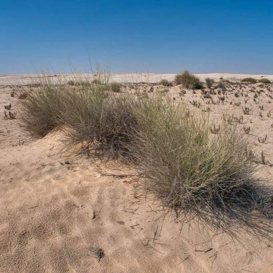 بذور المرخ ( Leptadenia pyrotechnica )