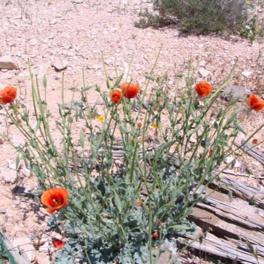 بذور الشقر - النعمان ( Glaucium arabicum )