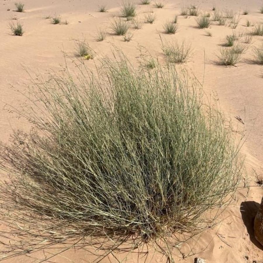 بذور عشبة الثيموم Pennisetum divisum