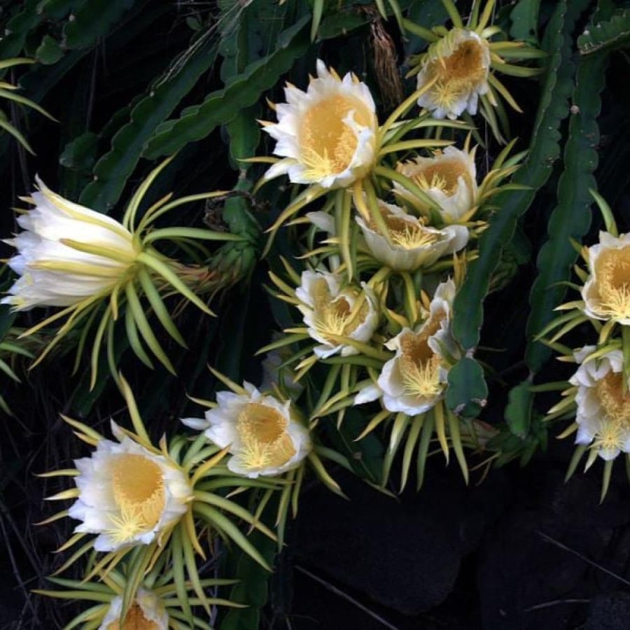 seeds of Selenicereus undatus