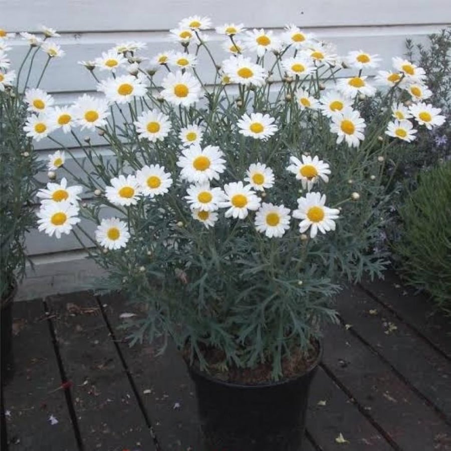 بذور زهور مارجريت ( Argyranthemum frutescens )