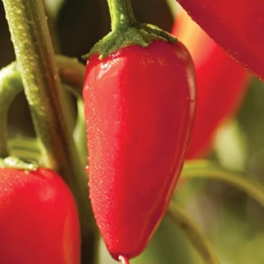 بذور الفلفل الأحمر الصغير ( Capsicum annuum )