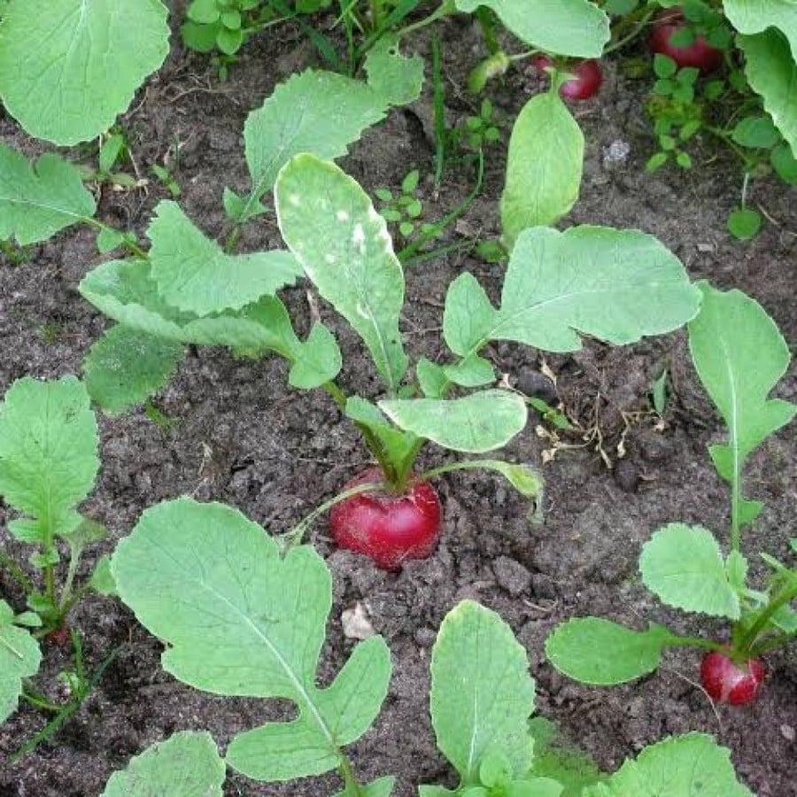 فجل أحمر Raphanus sativus