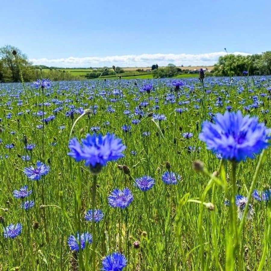 بذور سينتاوريا الزرقاء - ندى العنبر ( Centaurea cyanus )