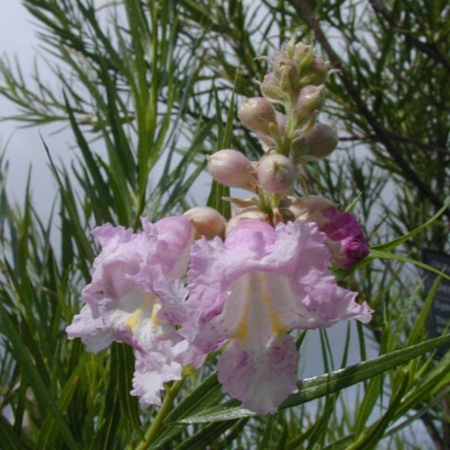 بذور شجيرة صفصاف الصحراء ( Chilopsis linearis )