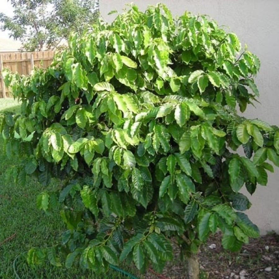 بذور شجيرة القهوة - البن العربي ( Coffea Arabica )