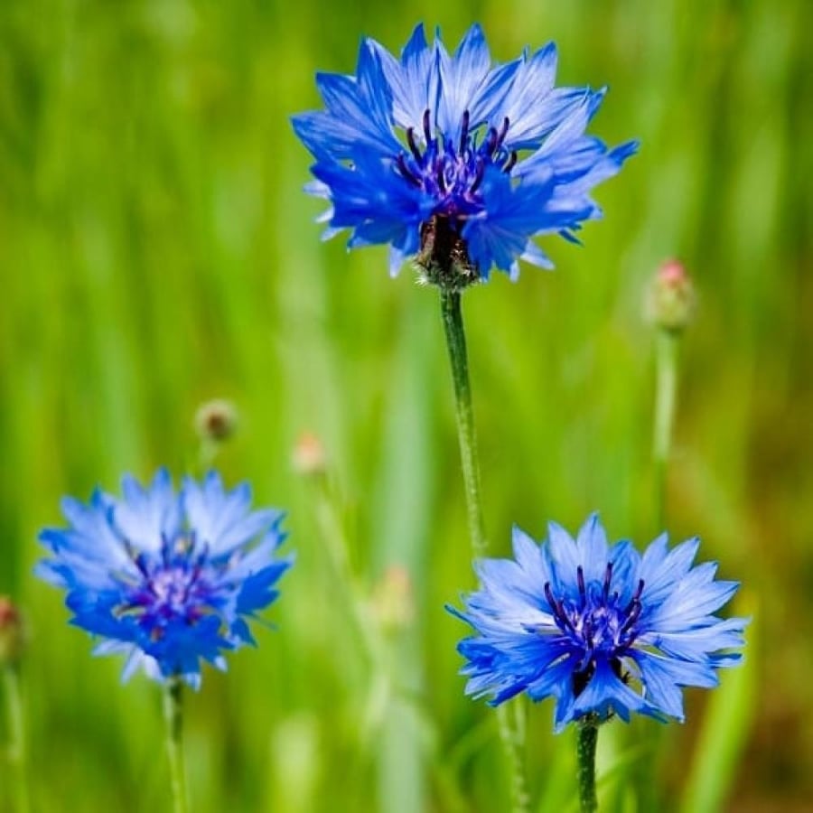 بذور زهرة سينتاوريا الزرقاء - ندى العنبر ( Centaurea cyanus )