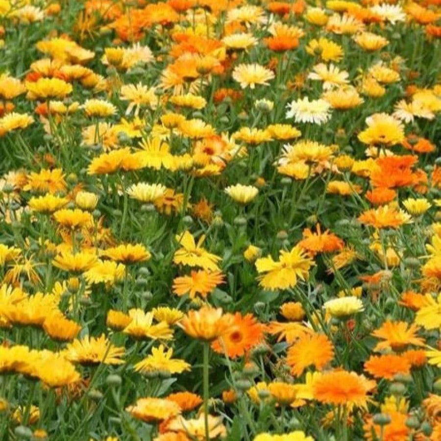 زهرة أذريون