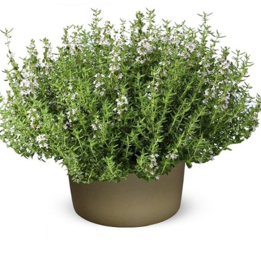 بذور الزعتر البلدي ( Thymus vulgaris )
