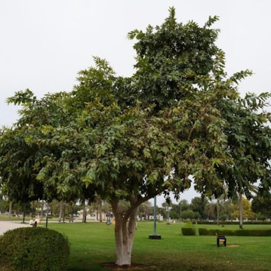 بذور شجرة Terminalia arjuna