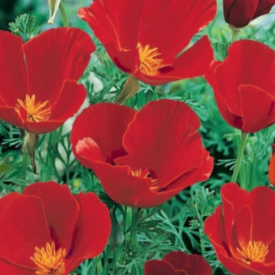بذور زهور ديدحان كاليفورنيا الأحمر ( Eschscholzia californica )
