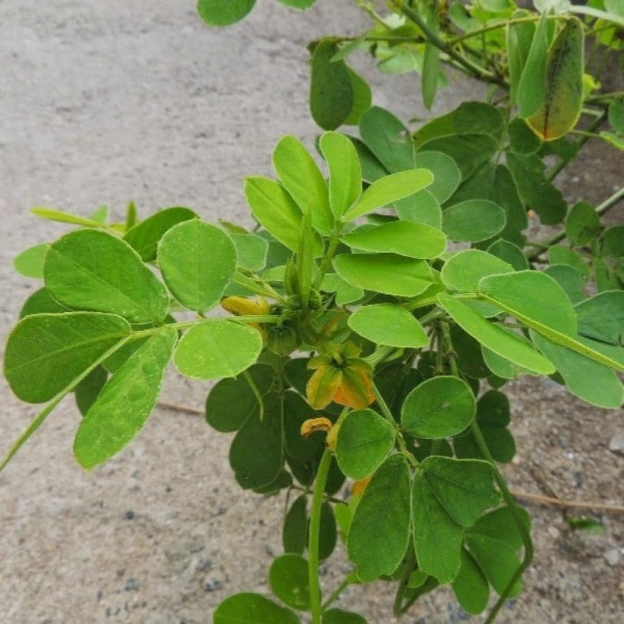بذور سنا الصينية - المنجلية ( Senna obtusifolia )