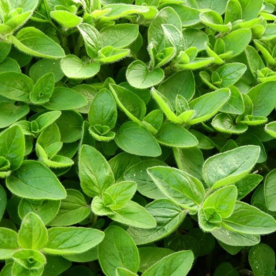 عشبة البردقوش
