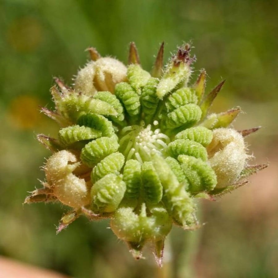 بذور زهرة الحنوة Calendula tripterocarpa