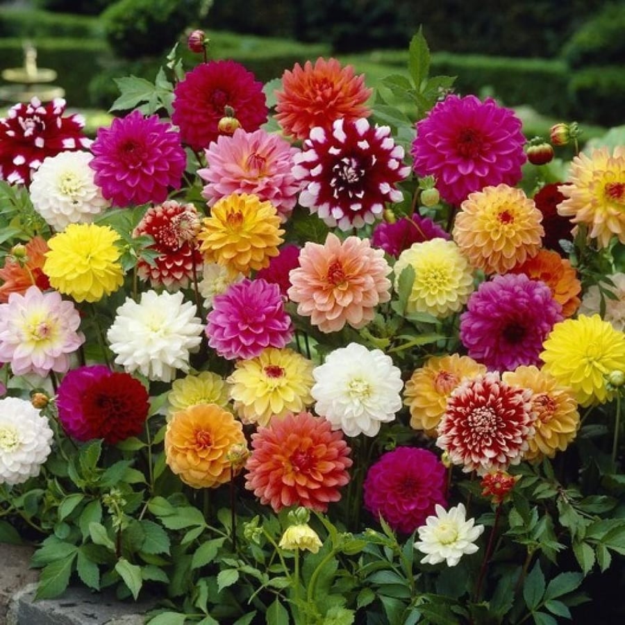 بذور زهور داليا ( Dahlia decorative )