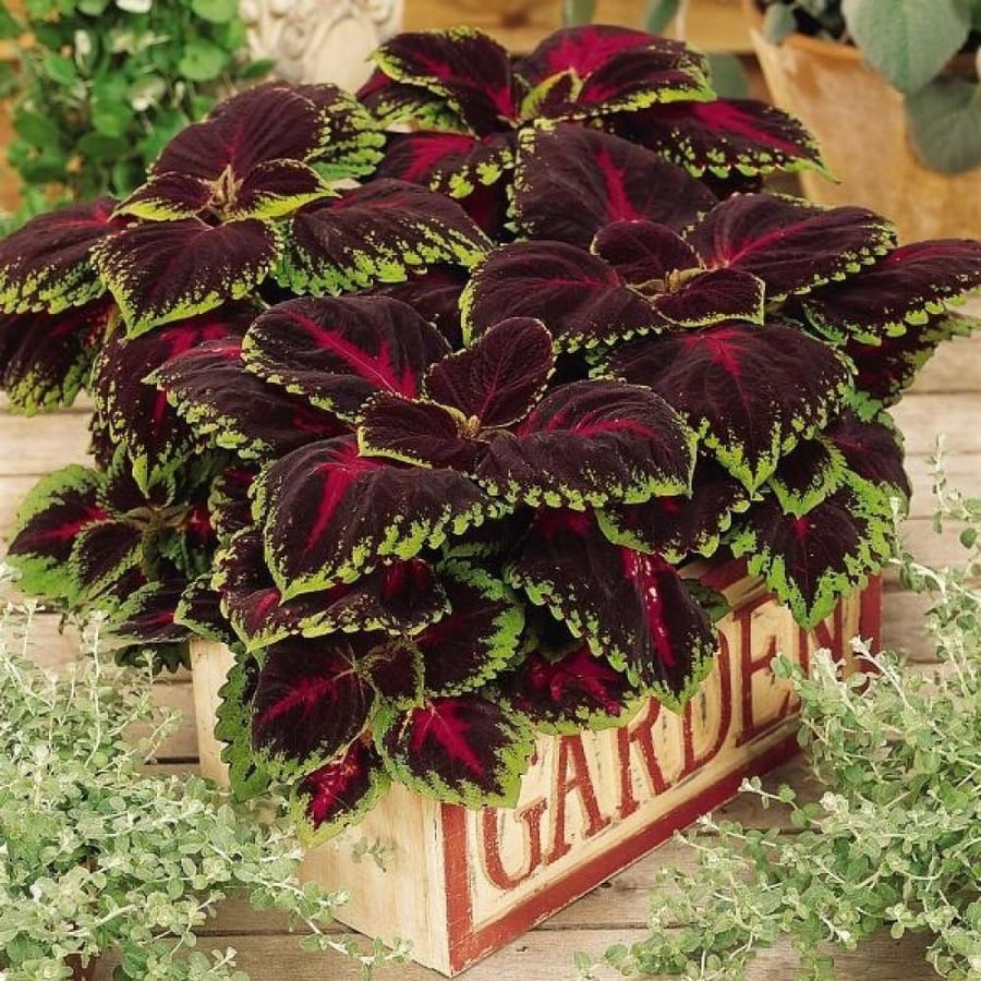 بذور زهور السجاد ( Coleus Blume )