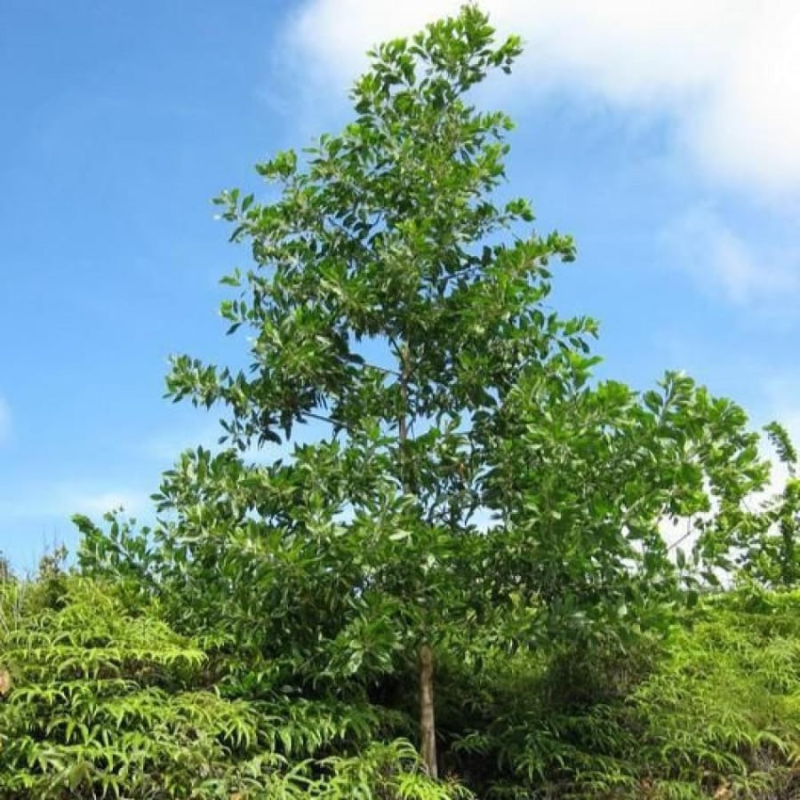 بذور طلح - أكاسيا مانقيوم ( acacia mangium )