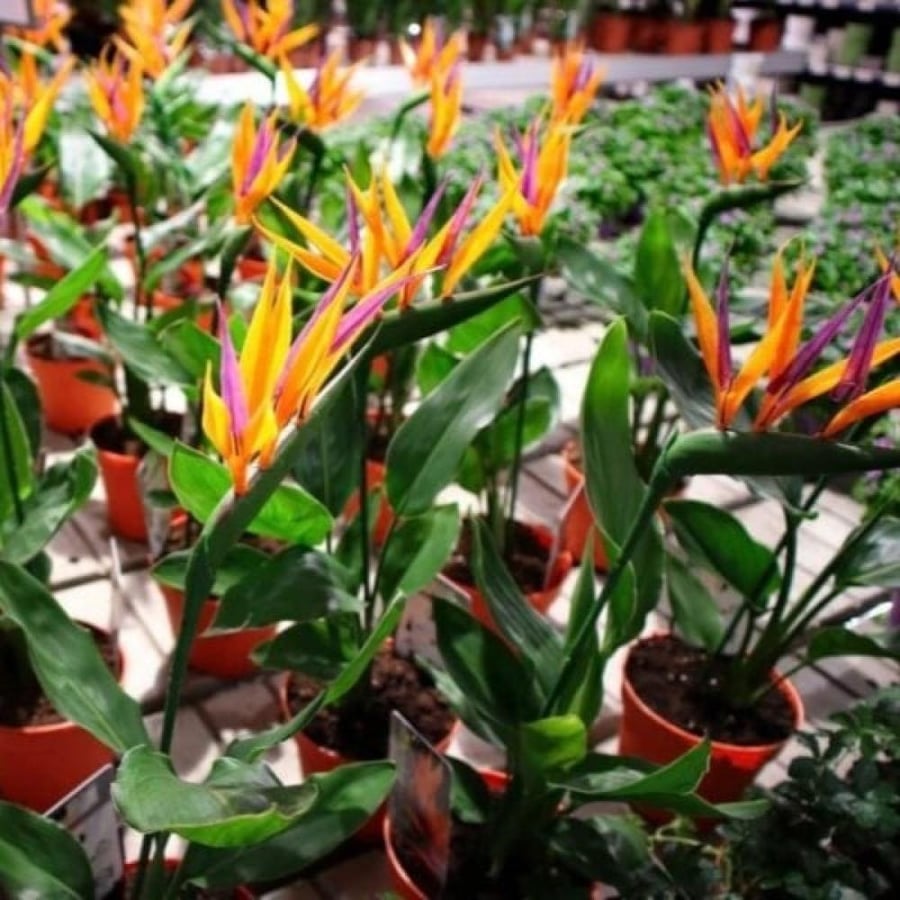 بذور شجيرة عصفور الجنة Strelitzia Nicolai