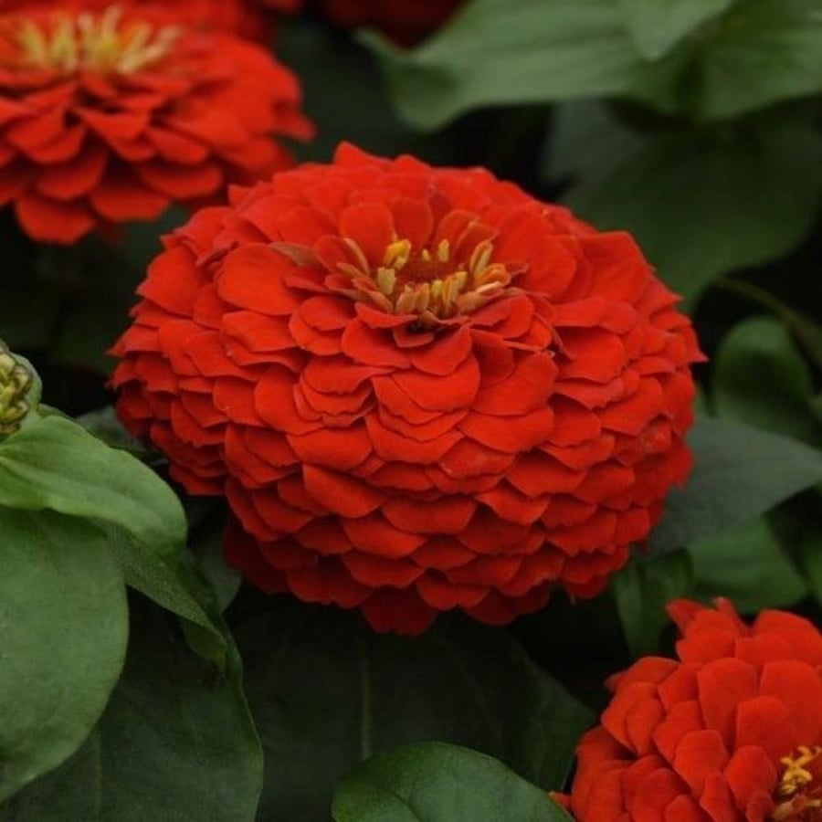 بذور الزينيا الحمراء ( Zinnia elegans )