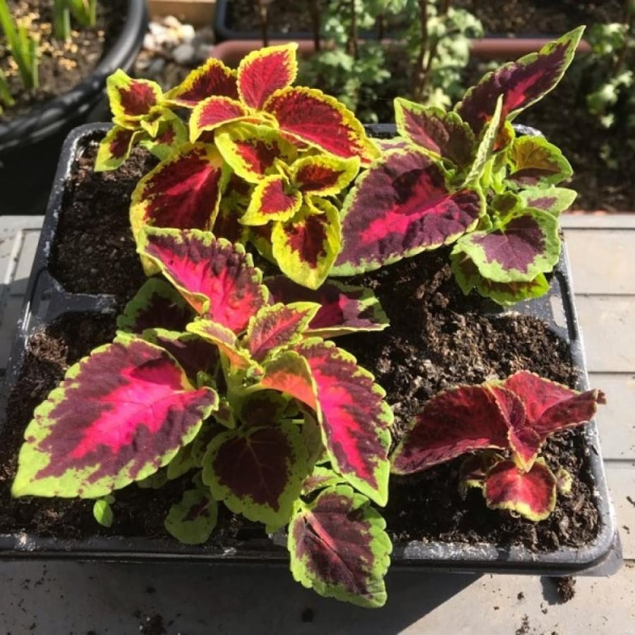 بذور زهور السجاد ( Coleus Blume )