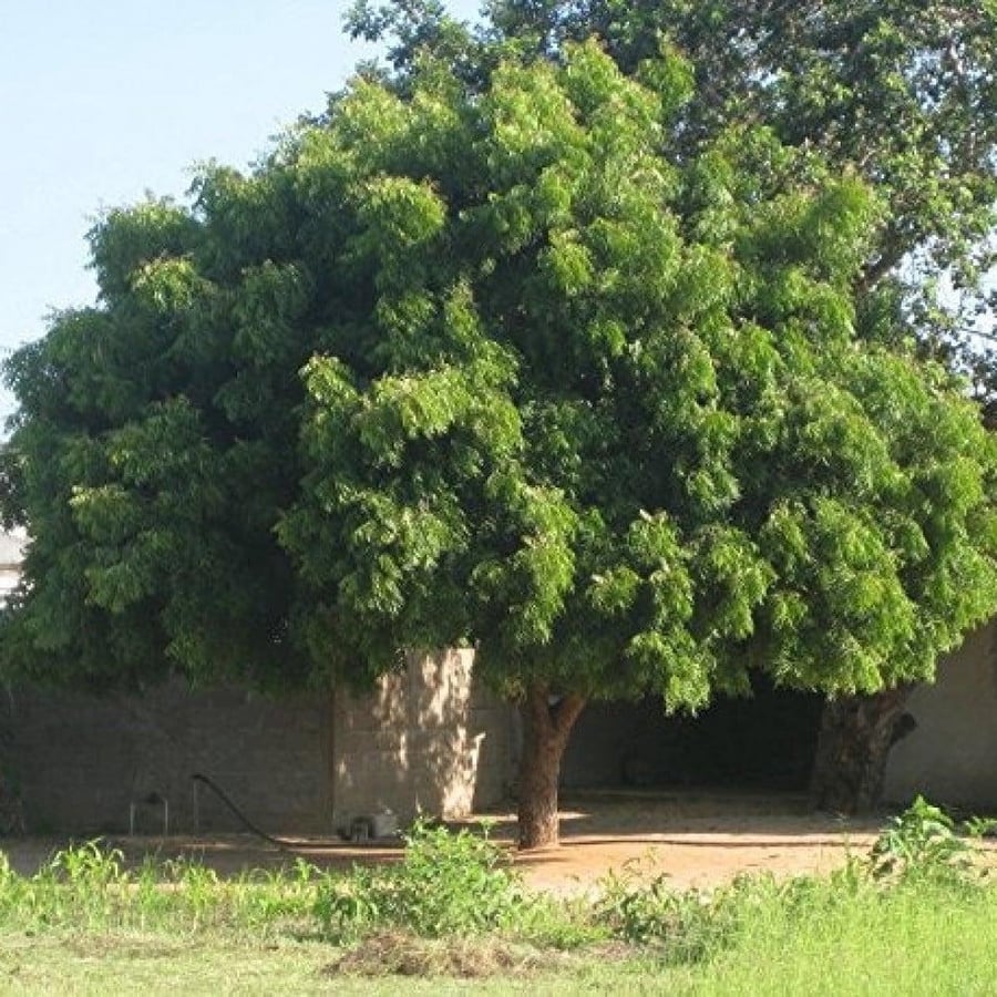 بذور شجرة النيم ( Azadirachta indica )