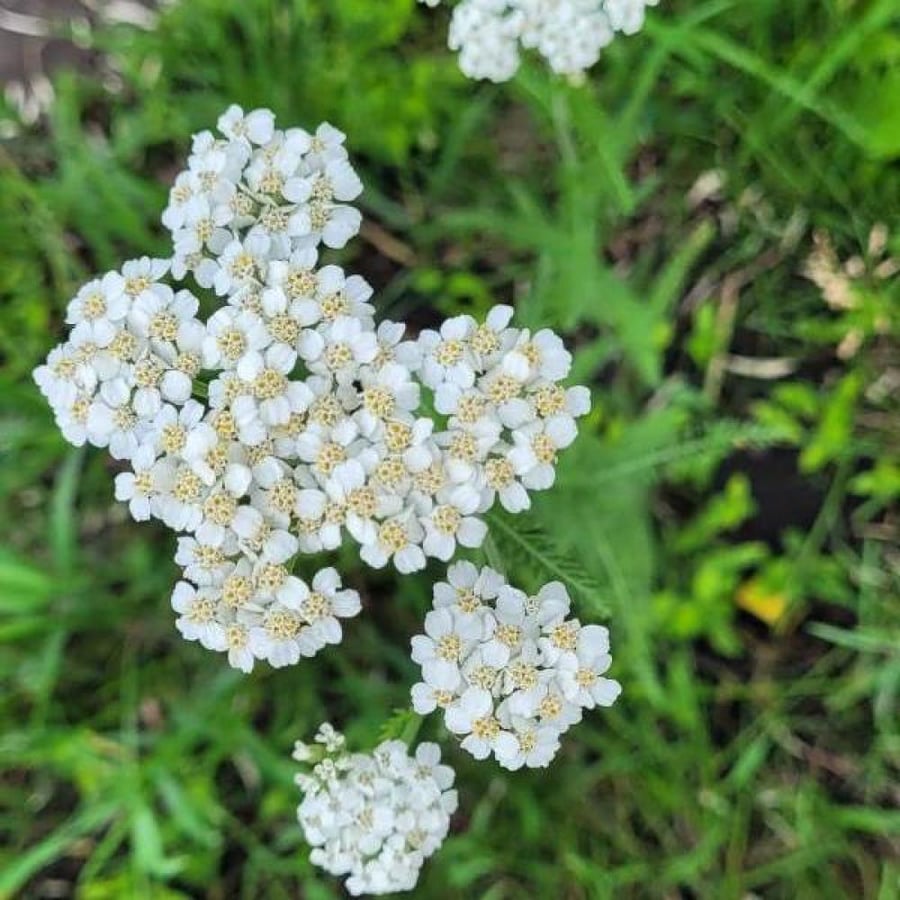 بذور الأخيلية البيضاء ( Achillea millefolium )