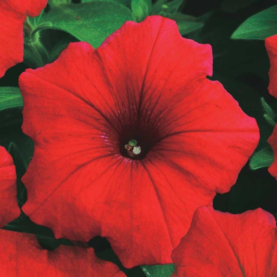 بذور زهرة البيتونيا الحمراء ( Petunia )