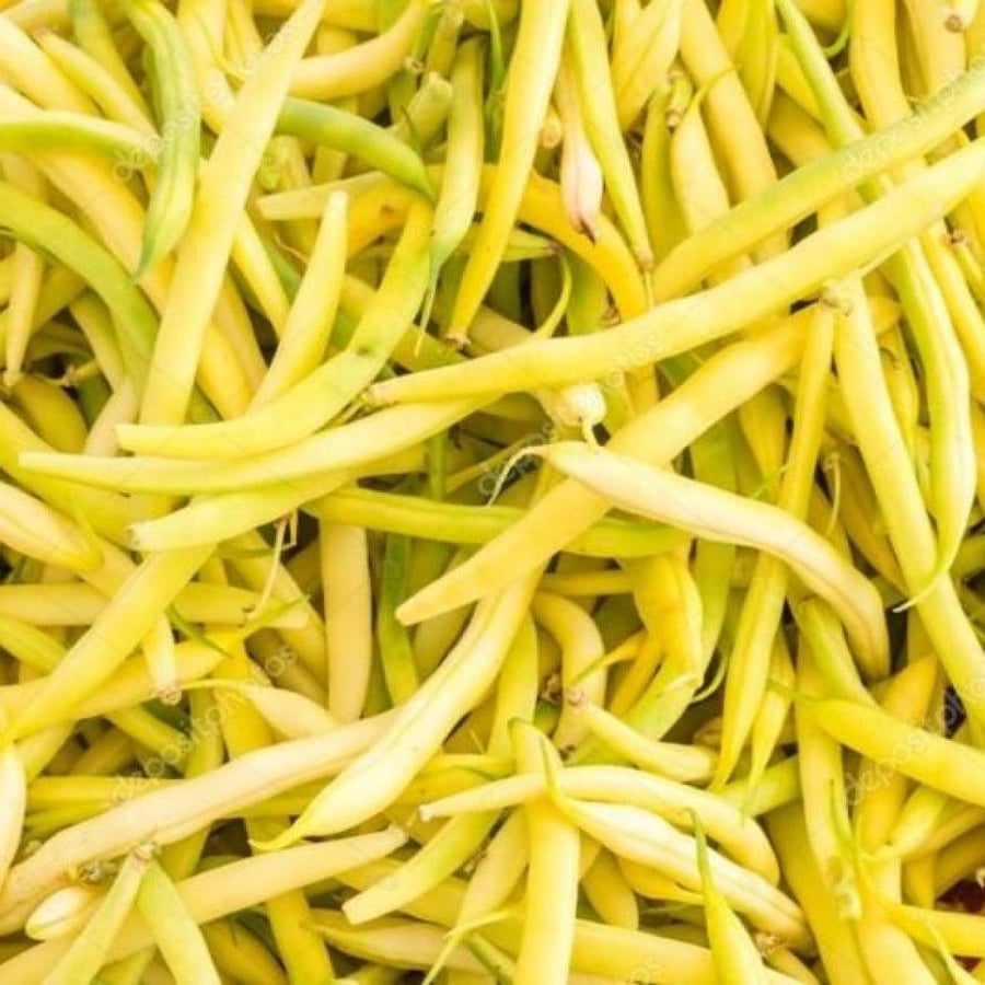 بذور الفاصوليا الفرنسية الصفراء ( Phaseolus vulgaris )