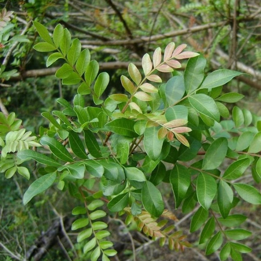 بذور شجرة الضرو - البطم ( pistacia falcata )
