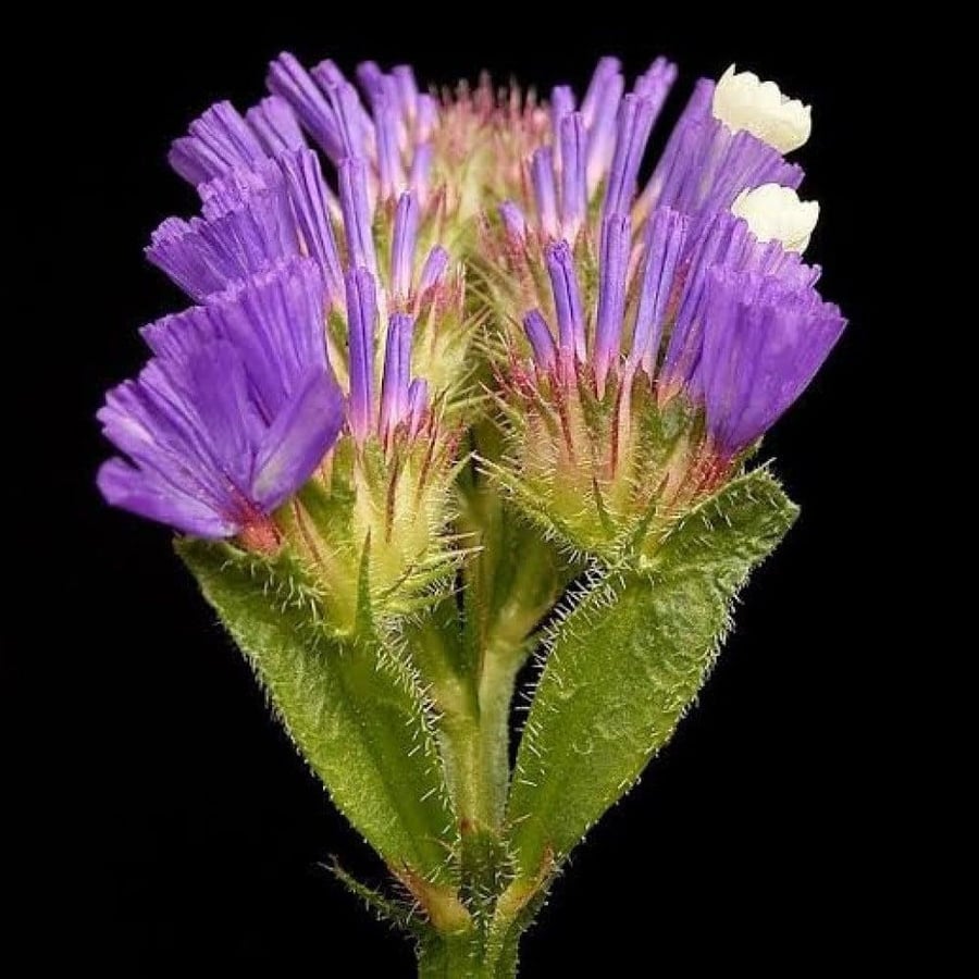 بذور العويذران - ستاتيس - ليمونيوم ( Limonium sinuatum )