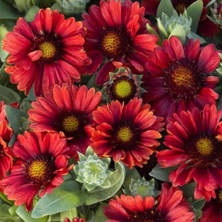 بذور العنبر الكشميري الأحمر - جيلارديا أريستاتا ( gaillardia aristata )