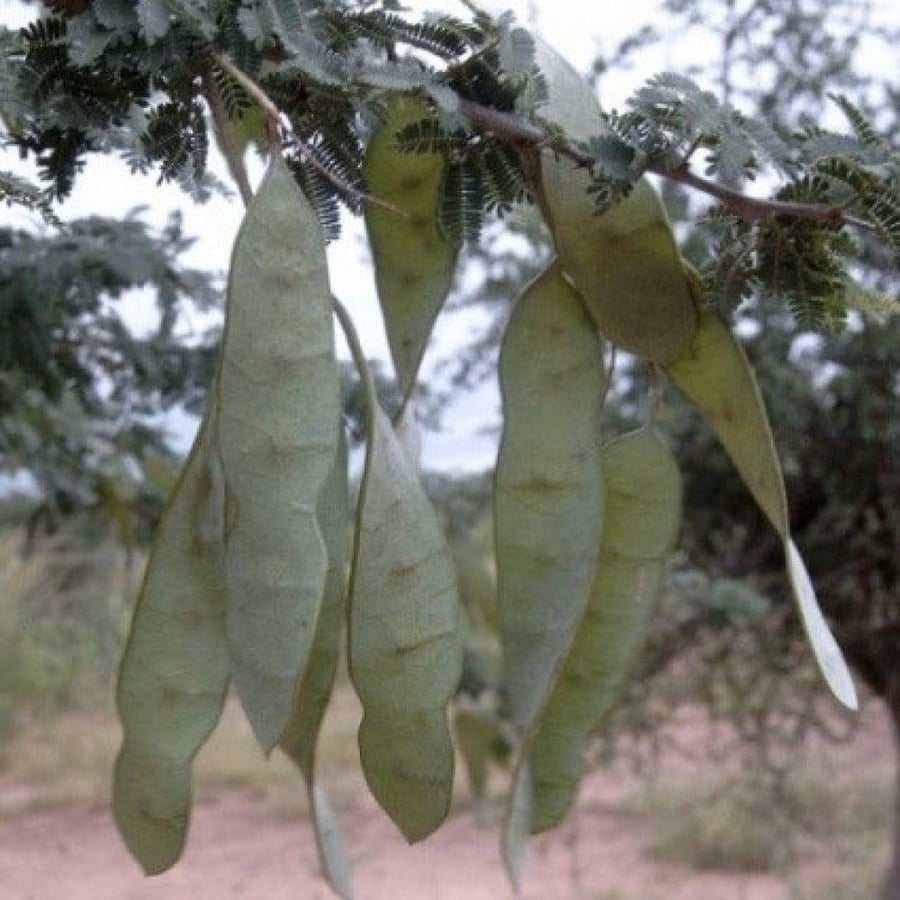 بذور الصمغ العربي - الهشاب ( Acacia senegal )