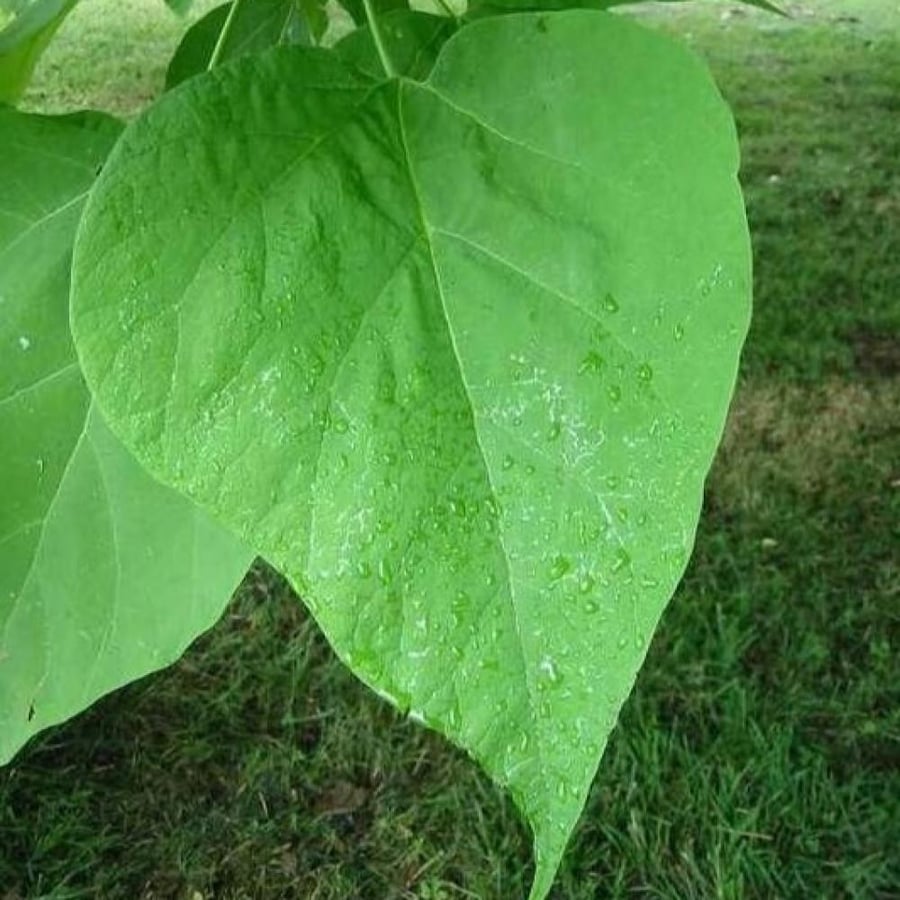 أوراق شجرة الكاتالبا الشمالية Catalpa speciosa
