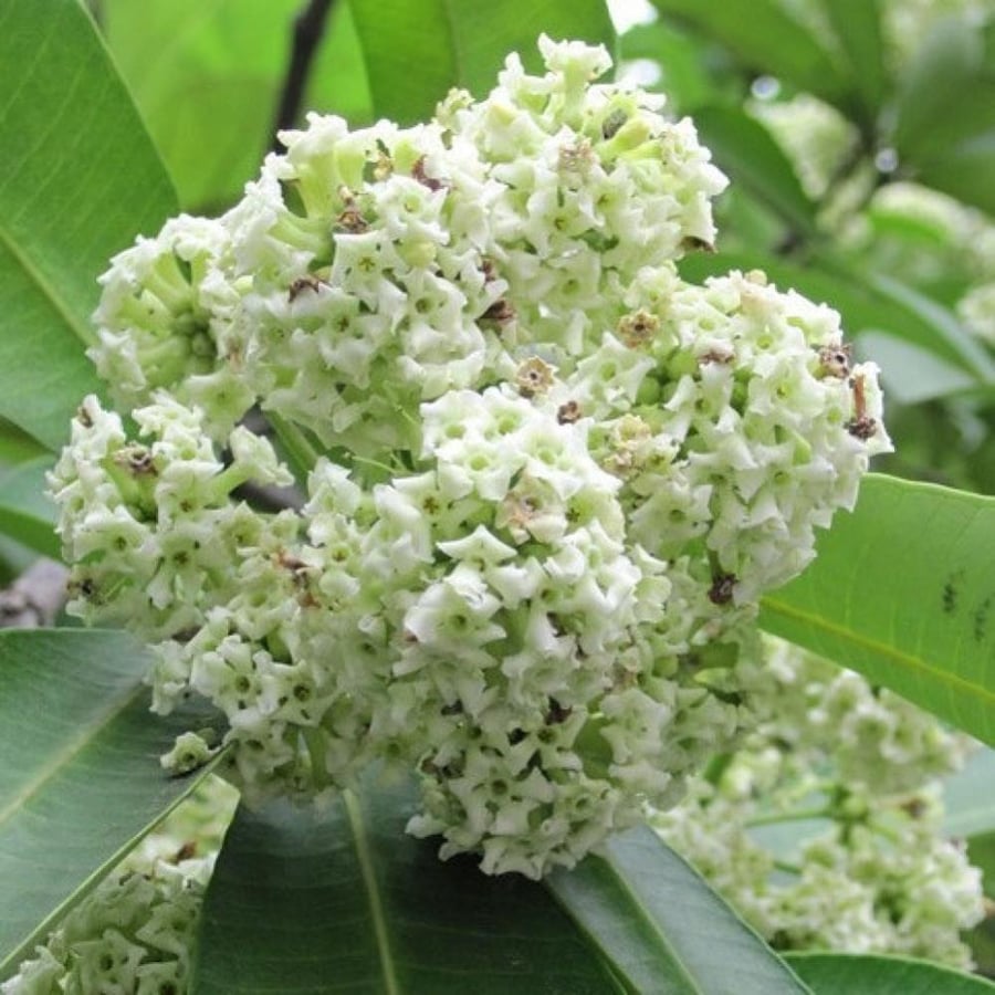 بذور الستونيا - شجرة المليون زهرة ( Alstonia scholaris )