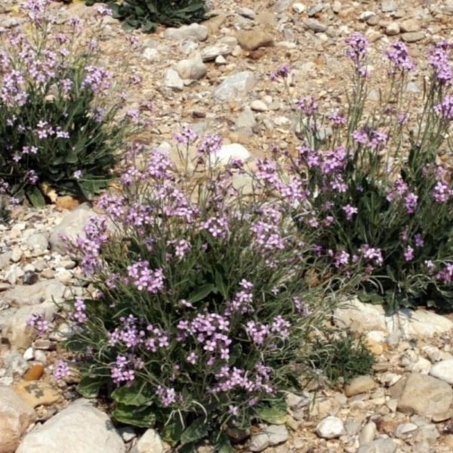 بذور عشبة اليهق الجرجير البري